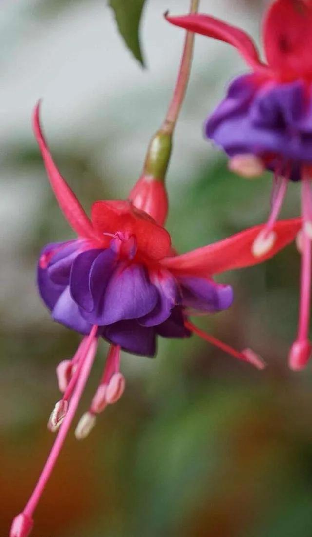 花朵壁纸横版,花朵招财壁纸