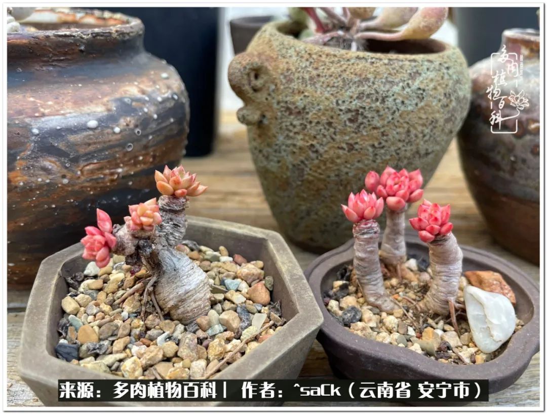 情不知所起一往而深歌曲,情不知所起一往而深完整版