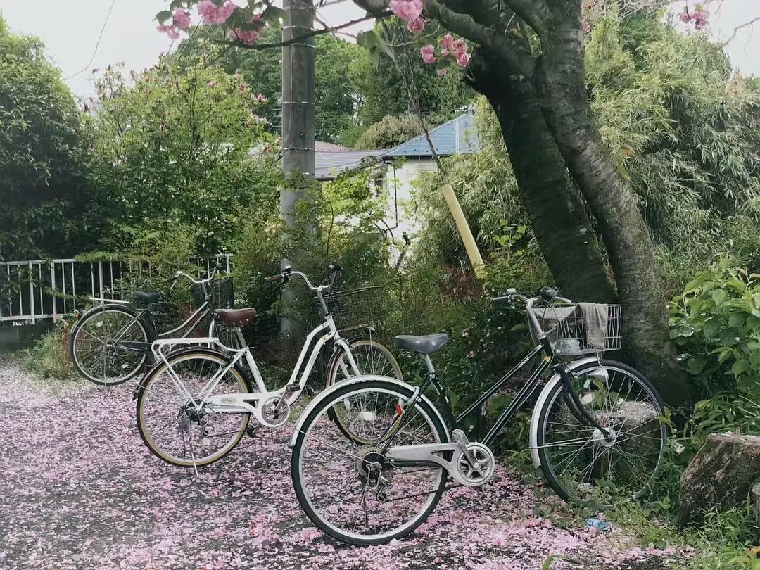 为什么越来越多人选择去日本留学,要准备多少钱才能去日本留学