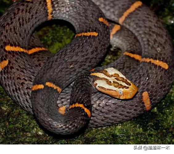 剧毒蝰蛇,毒性最强的蝰蛇