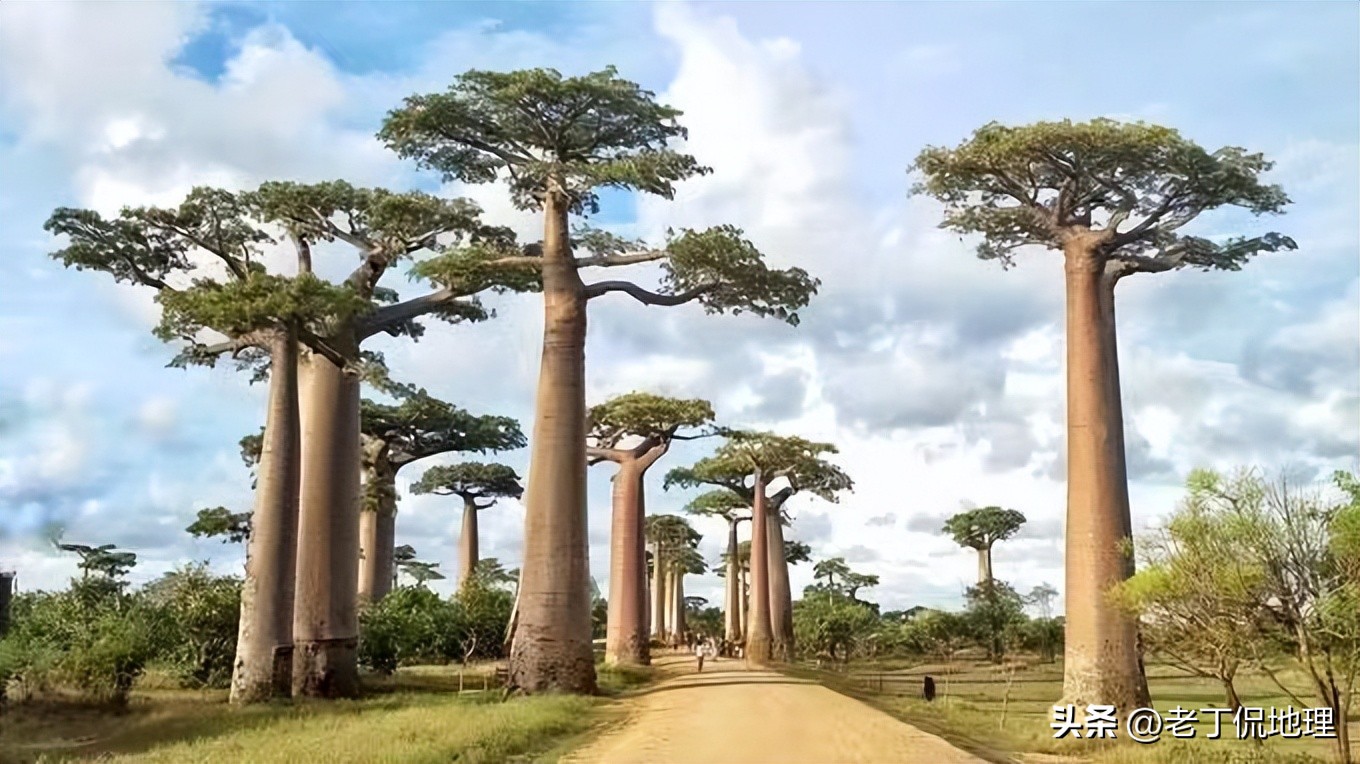 世界杯喀麦隆vs阿尔及利亚,塞内加尔世界杯之路