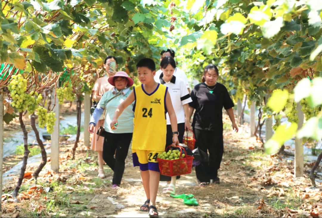 优质农产品葡萄丰收,葡萄丰收助力三农