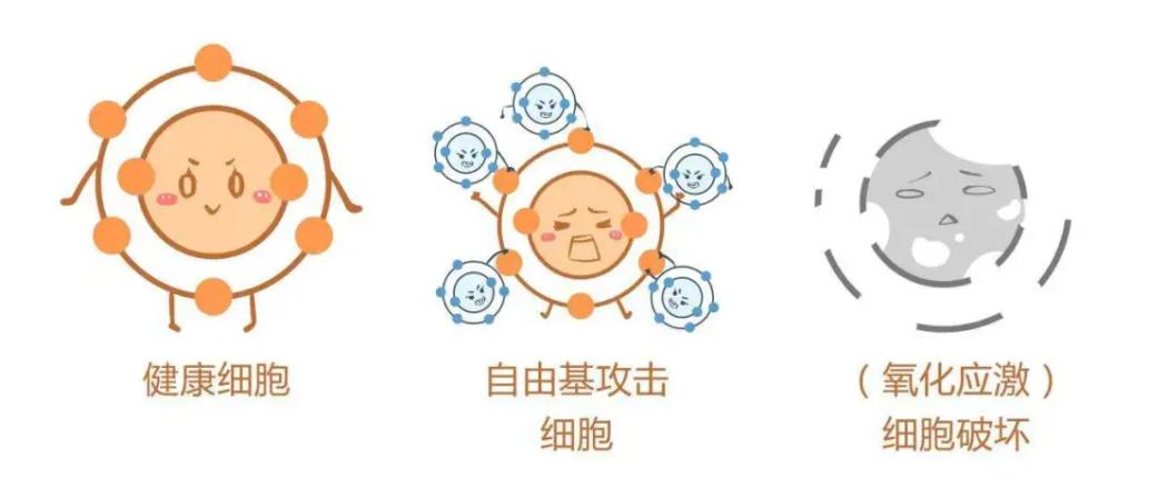 负氧离子为什么可以去除自由基,负氧离子是如何清除自由基