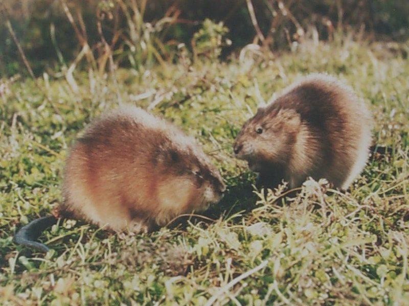 1992年,河北男子花30万买两只病鼠,几年后反而大赚8000万