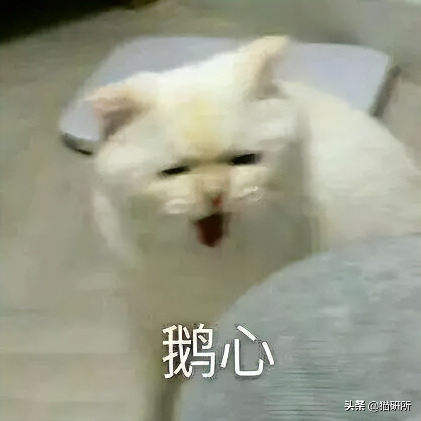 猫嘴里吐出半只蟑螂，如何消毒？在线等，急