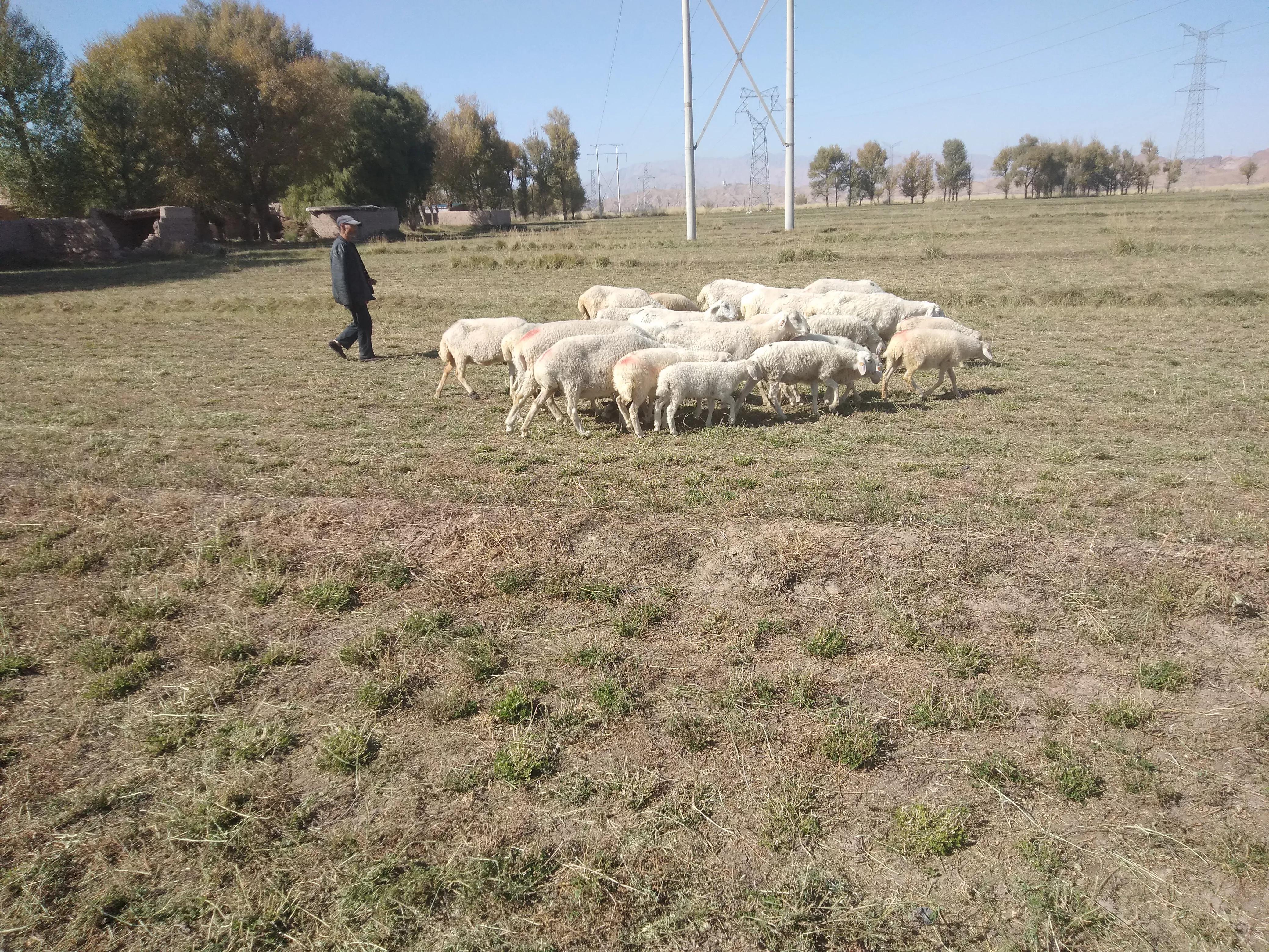 配羊养殖技术,配育肥羊饲料怎么配的