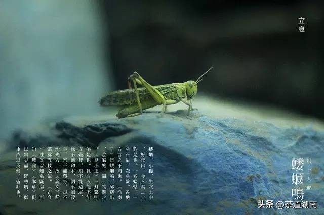 立夏的节气习俗是什么,二十四节气立夏的习俗