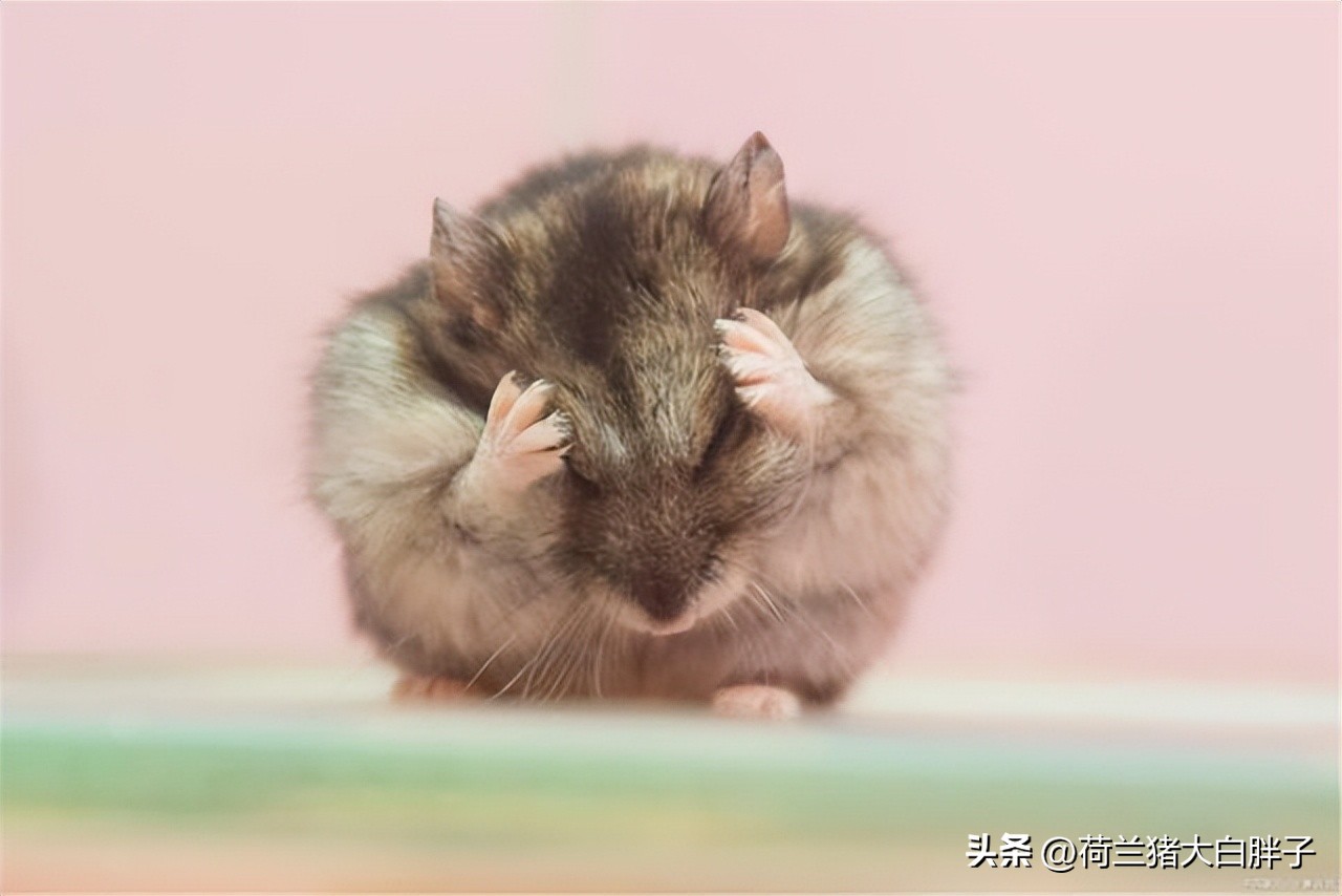 仓鼠一般多大可以断奶,仓鼠哺乳期会再怀孕吗