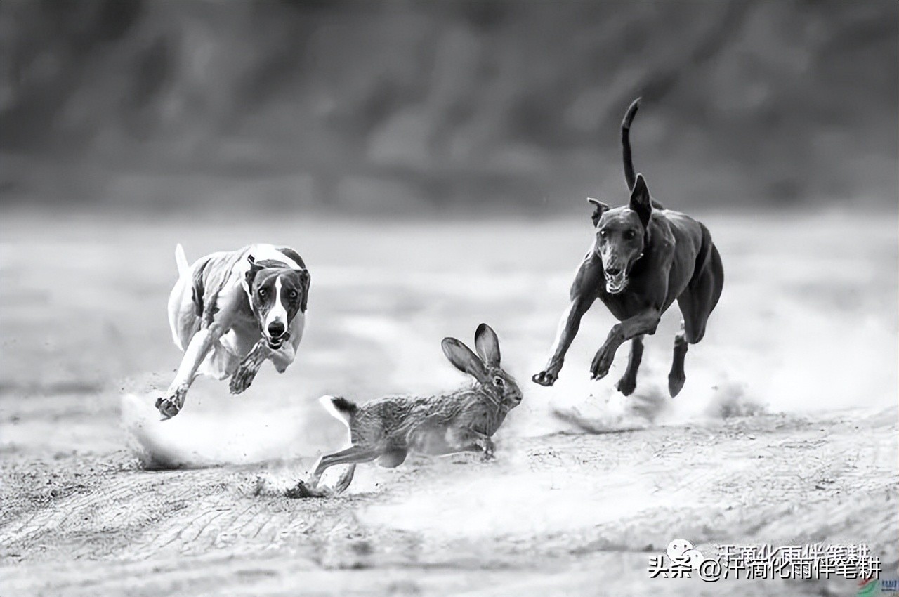 【陕西渭南孙益俭】原创//兔年话兔