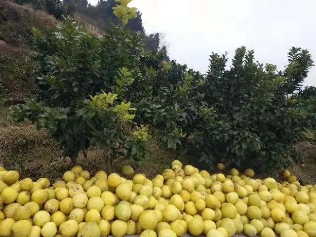 农村创业种植什么成本小,农村种植创业项目的10种常见骗局