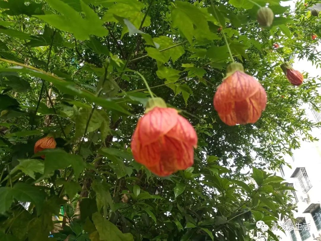 耐高温耐寒的一年四季开花的花卉,耐高温开花多的花卉