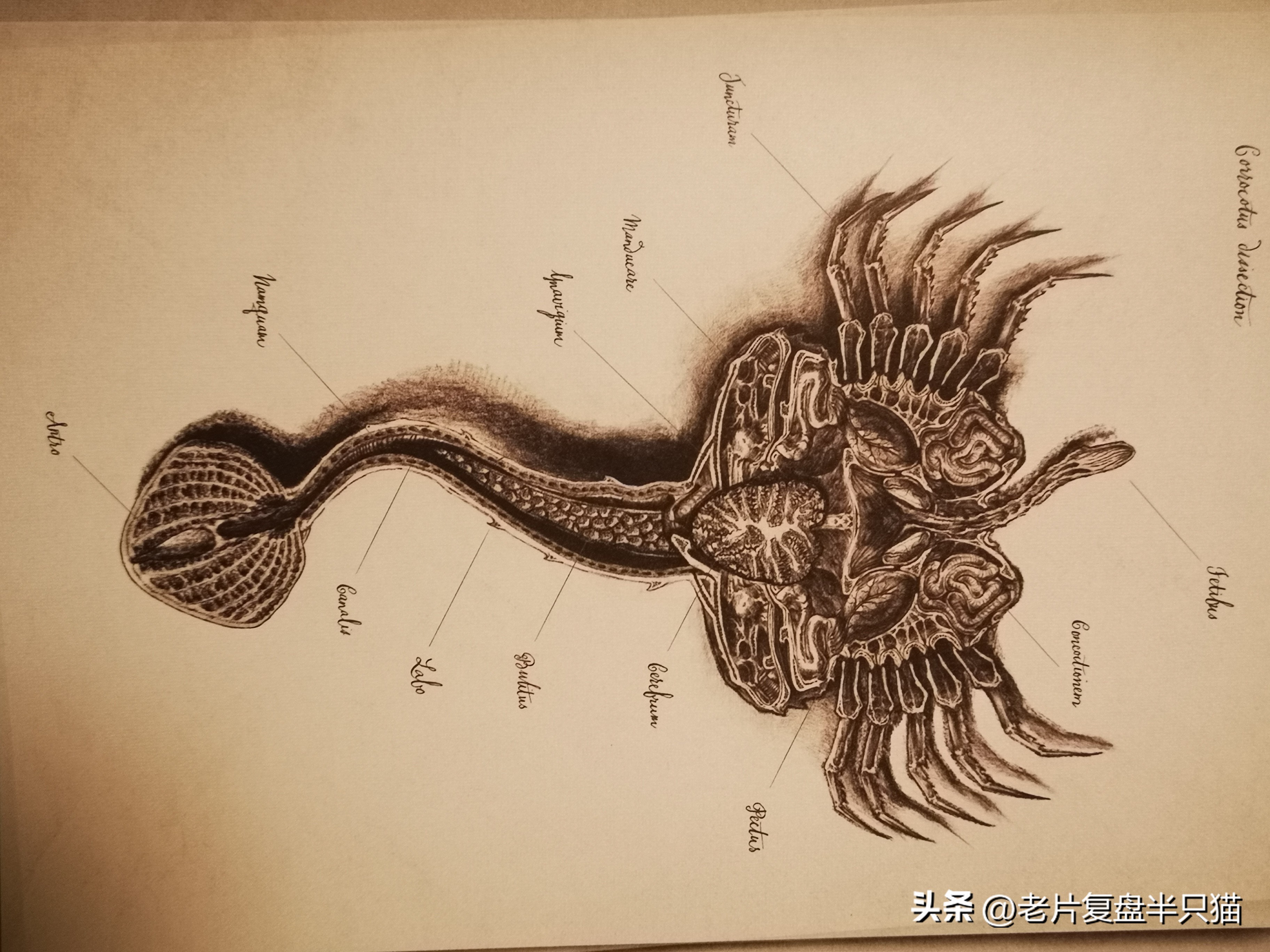 仿生人大卫的秘密,仿生机器人大卫