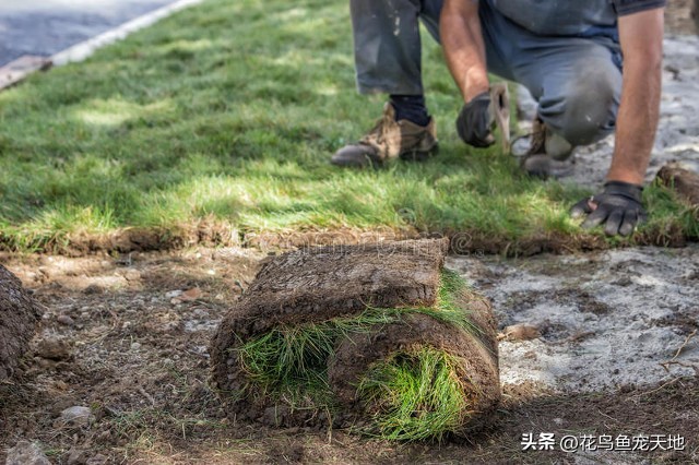 草皮铺设简单,草皮铺设视频教程