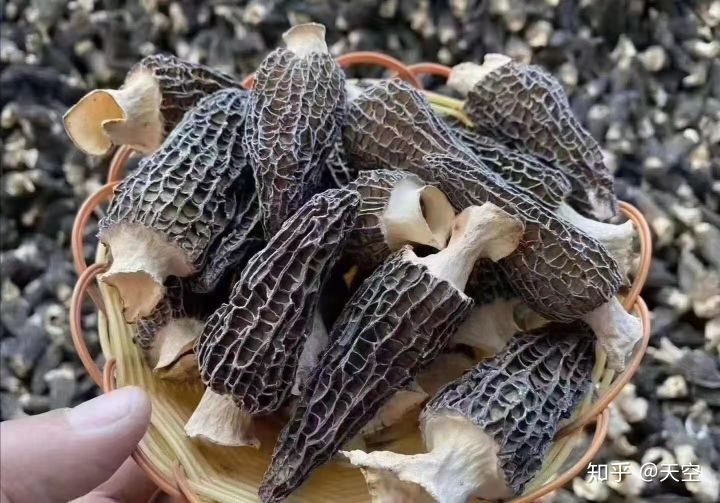 菌中贵族,投入一万赚了两万实际赚多少