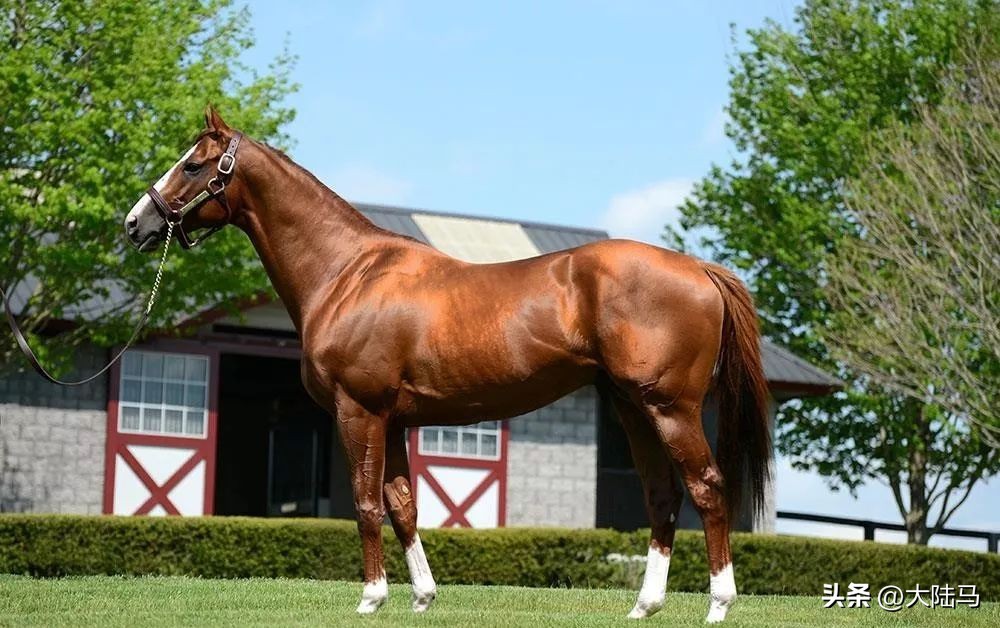 21世纪最伟大比赛,20世纪美国100匹顶级赛马排名