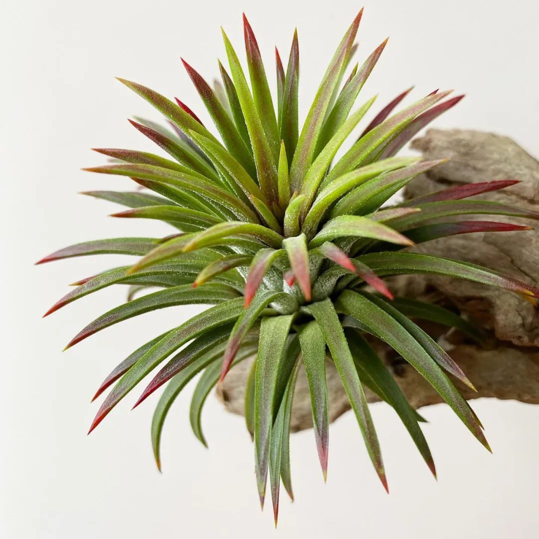 空气凤梨懒人无土植物,空气植物凤梨