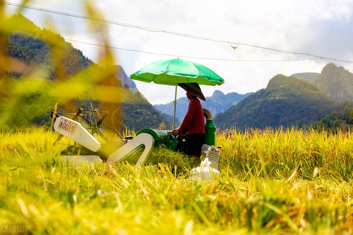 二手久保田水稻联合收割机,最好的水稻收割机久保田