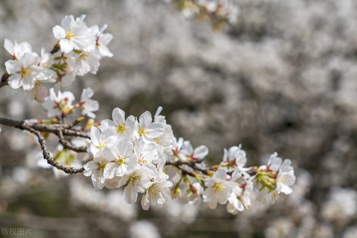 枝头烂漫，堆云叠雪，万顷开无际——樱花，岁岁花开树树春