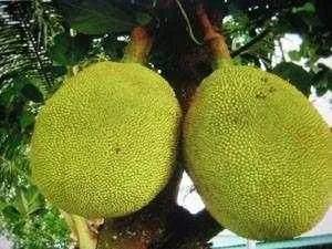 100多种罕见水果欣赏,100种罕见水果名字