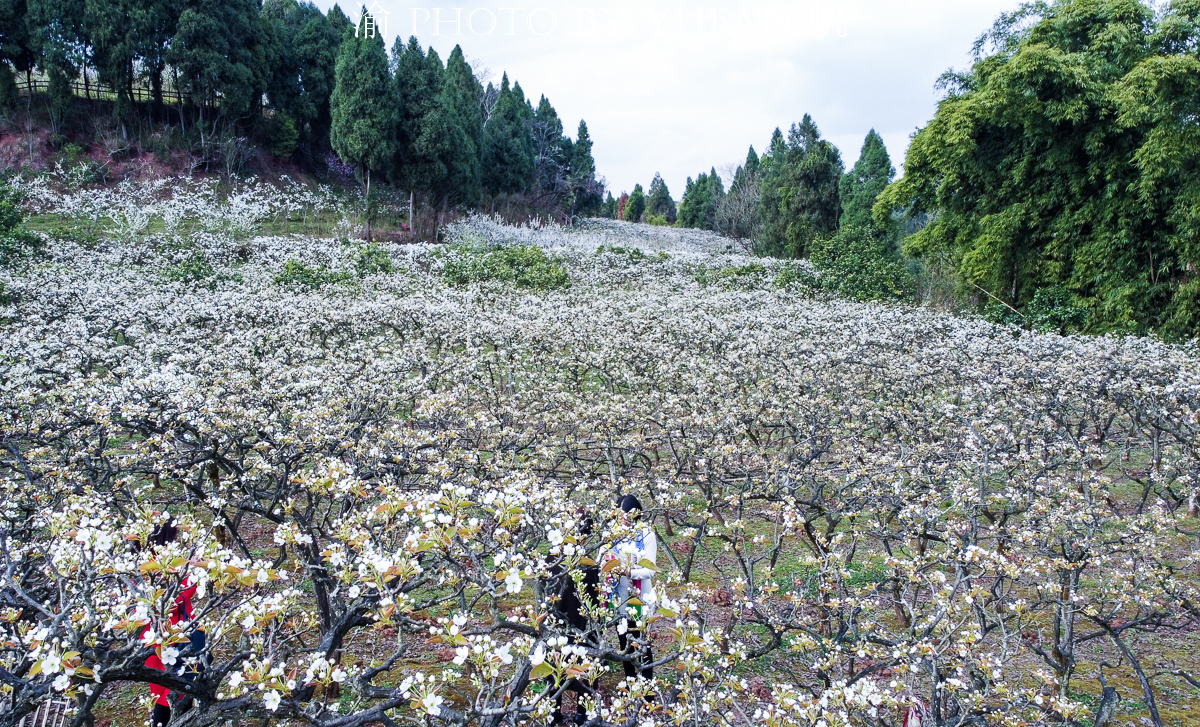 潼南油菜花旅游攻略,美好春日潼南赏花地图快来get