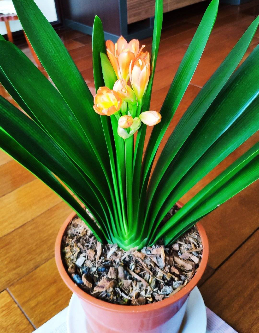 春天养君子兰，做好“4件事”，多长新叶子，花期满盆冒花箭