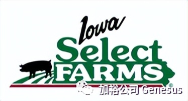 全球生猪养殖企业排名,世界十大牧业集团排名