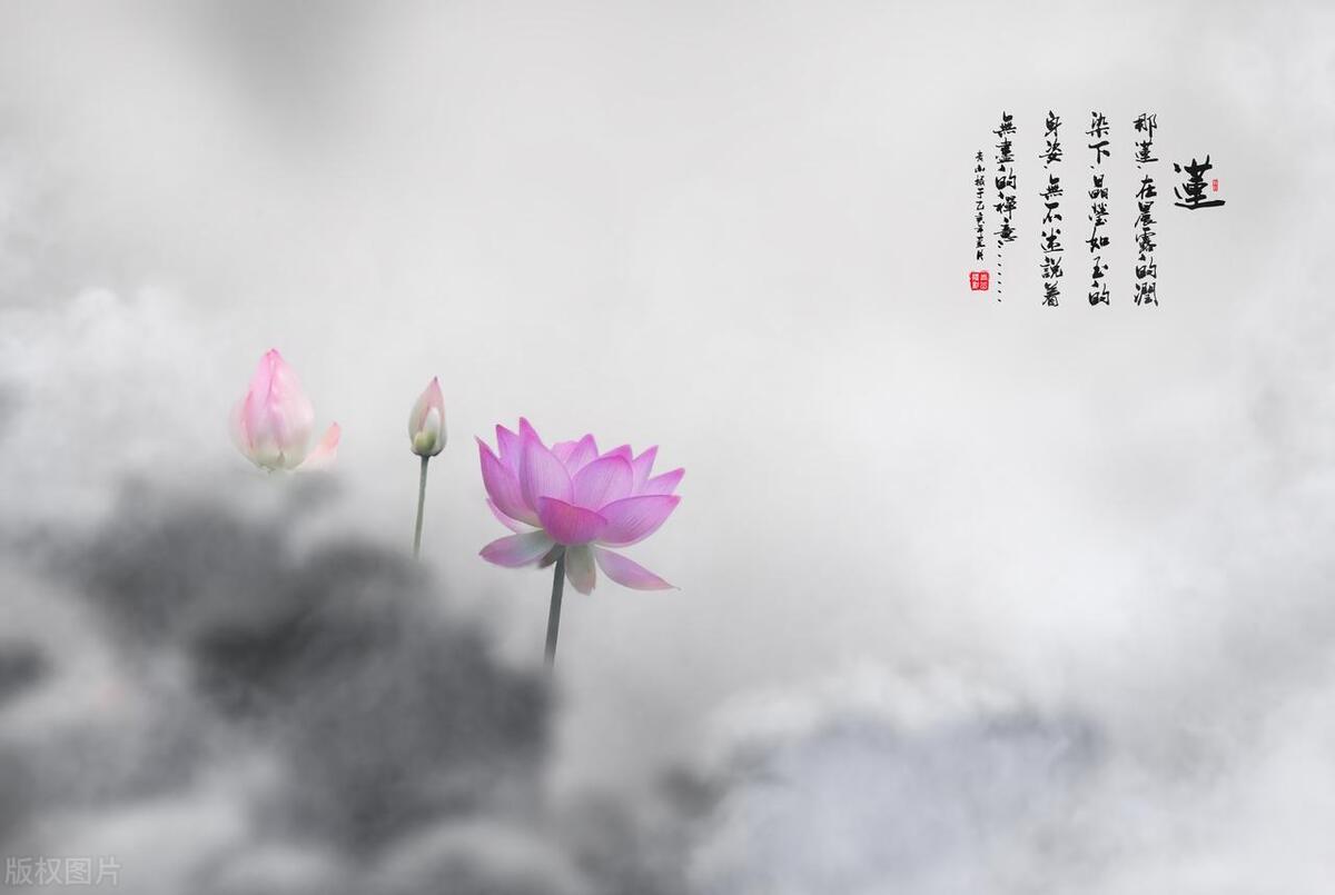 菡字取名怎么取好听,带菡字的名字大全