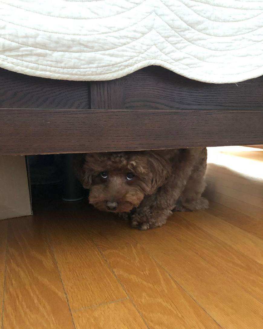 狗狗受到了惊吓怎么缓解,狗狗受惊吓有哪些症状