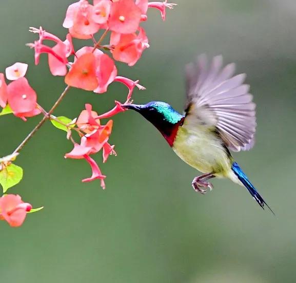 太阳鸟花,太阳鸟瞰最新作品