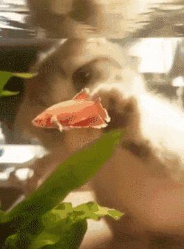 搞笑gif段子被你这个蠢货惊呆了,搞笑gif段子实在是猝不及防啊