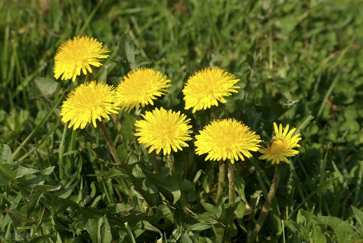 名字很土但很好吃的中国食物,名字不好听但却美味的野菜