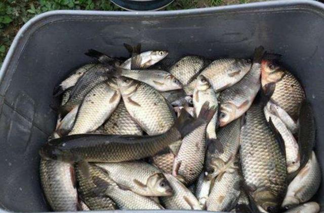 鱼上浮怎么办,上鱼时正确的收竿方法