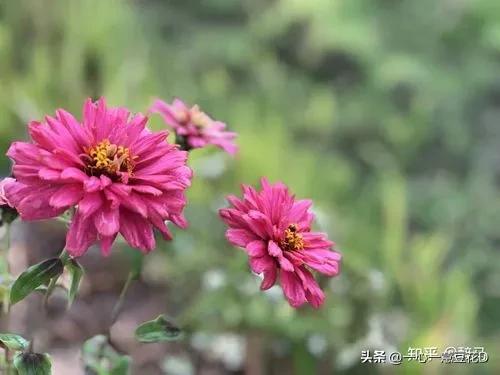 关于自律的七言古诗,廉洁自律七言诗书法