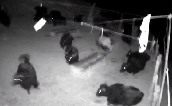 鱼跳出水面是地震前兆吗,鱼浮出水面是地震前兆吗