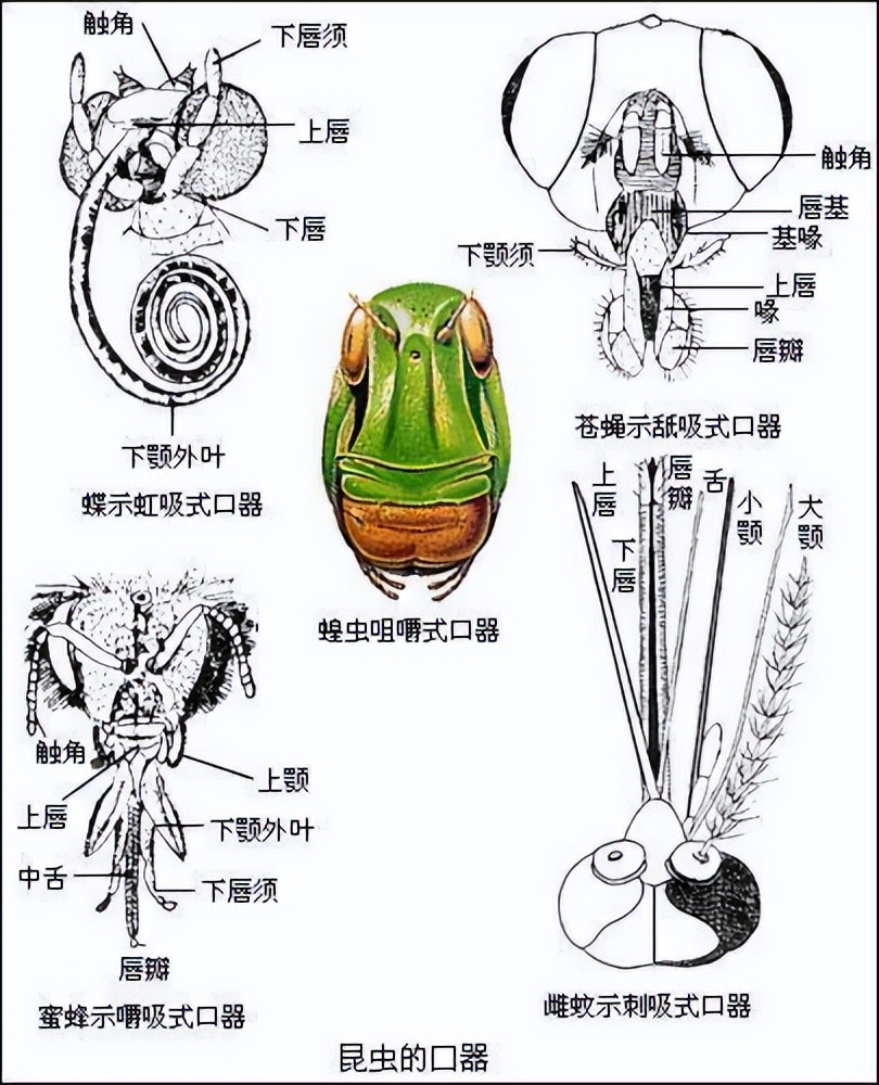舌头是最强韧有力的肌肉，为什么人类不进化出用舌头打架？