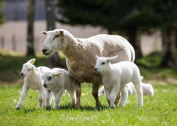 母羊下崽后怎样处理,母羊产道脱出怎么治疗