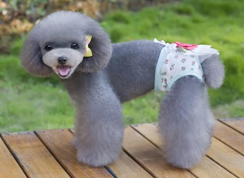 狗狗姨妈期间可以不用生理裤吗,狗狗穿生理裤好还是纸尿裤好