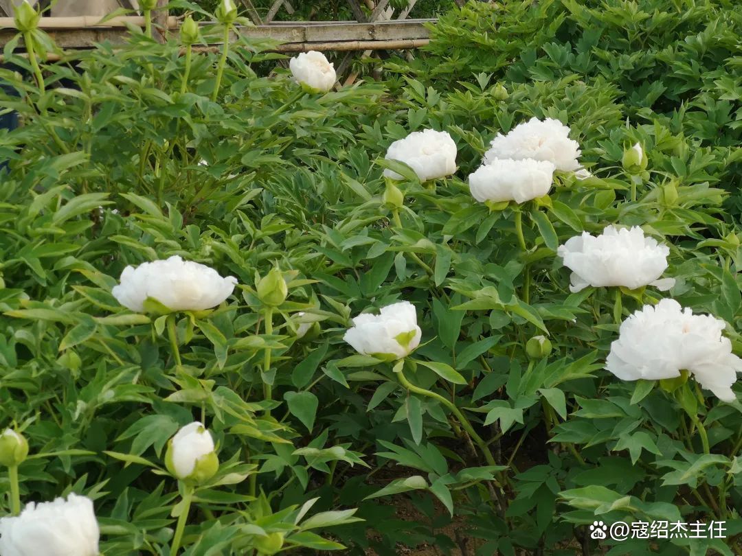 肝郁气滞心烦焦虑吃什么药,肝郁心烦焦虑的体质怎么调