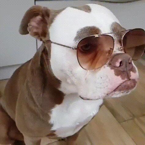 英斗和法斗哪个凶,法斗和英斗哪个比较好