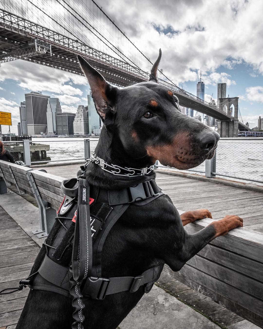 农村最适合看家护院的土狗,什么狗镇宅又好养