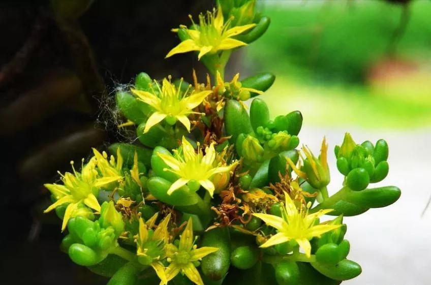 100种好看的多肉植物,50多种多肉品种大全