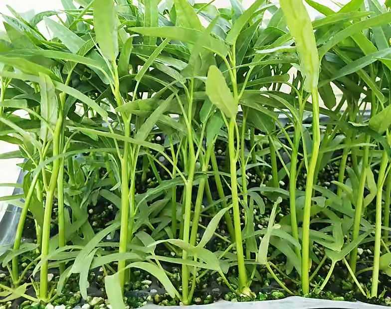 阳台种菜的100种方法,阳台种菜的正确方法大全