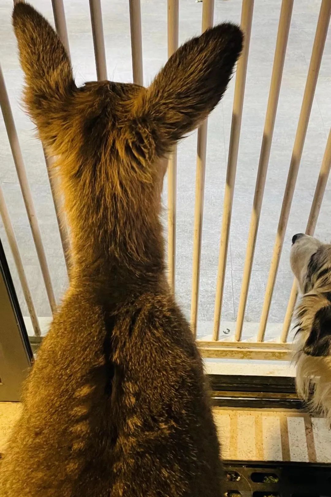 红山动物园亏损3千万网友很着急,近两年疫情原因导致亏损如何翻身