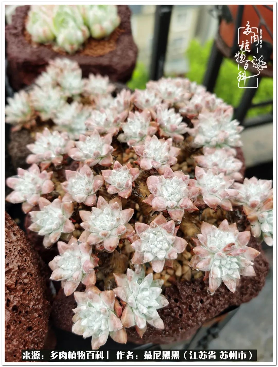 生活需要三分甜,生活需要一半禅意一半烟火