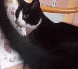 猫中二哈还真的与众不同,网友称为猫中二哈指的是什么猫