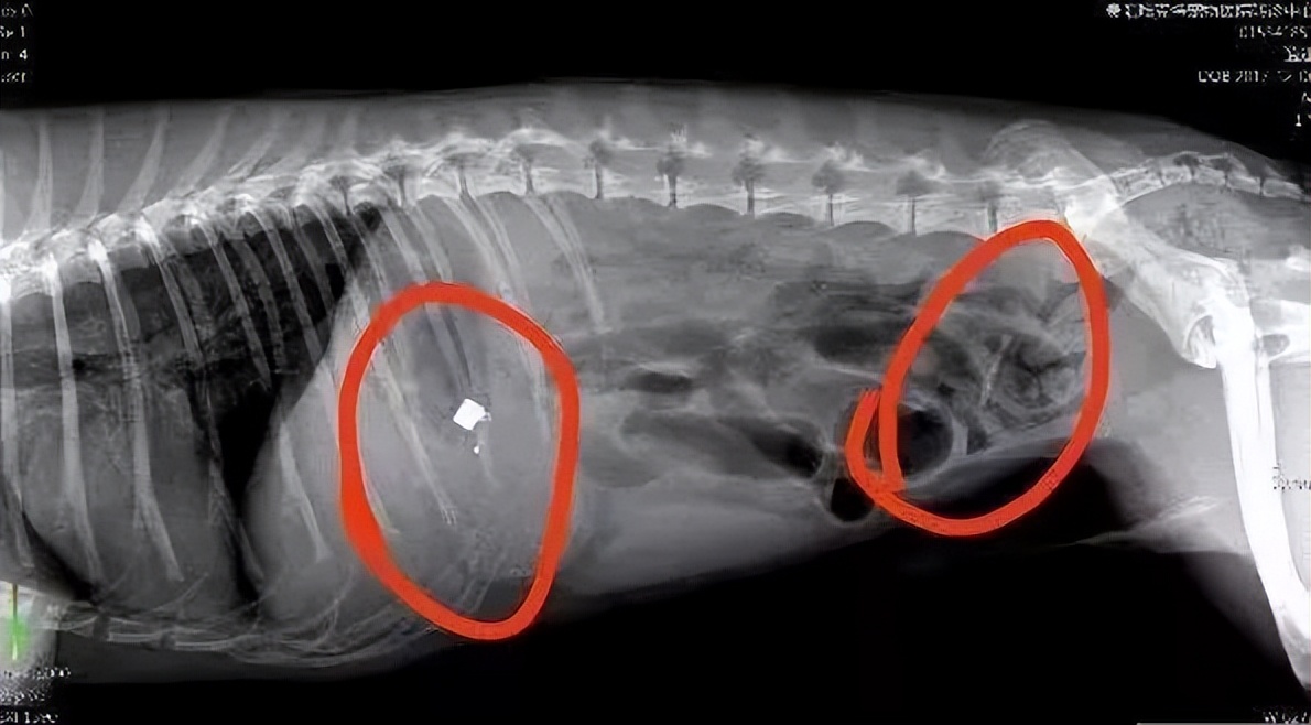 猫咪最怕误食什么,如何判断猫咪误食了异物