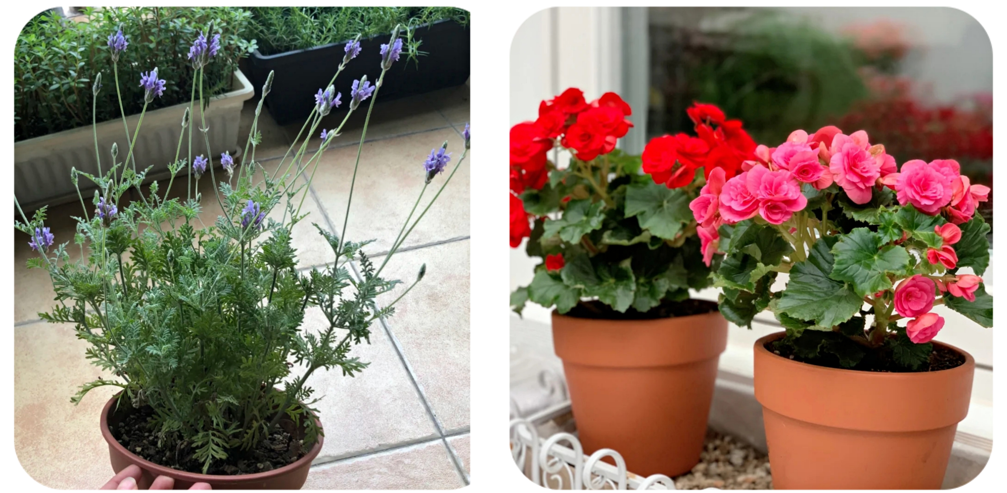 阳台上可以种什么蔬果,阳台上适合种的蔬果