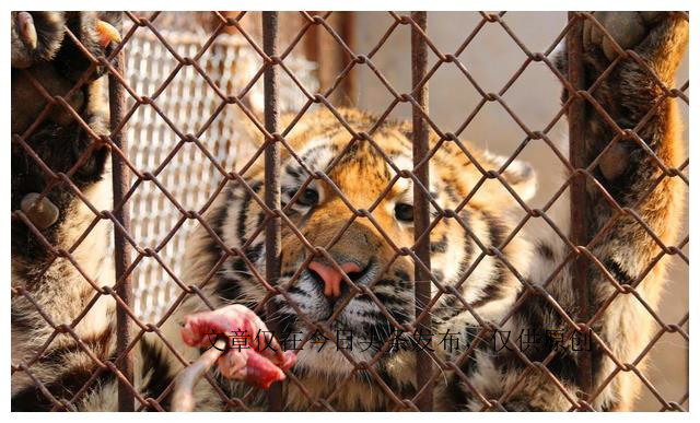 为何动物园不给老虎喂猪肉，吃猪肉有何危害？老虎尸体怎么处理？