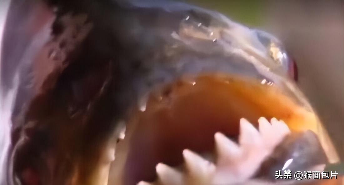 亚马逊雨林生存100天,亚马逊雨林生存楚河