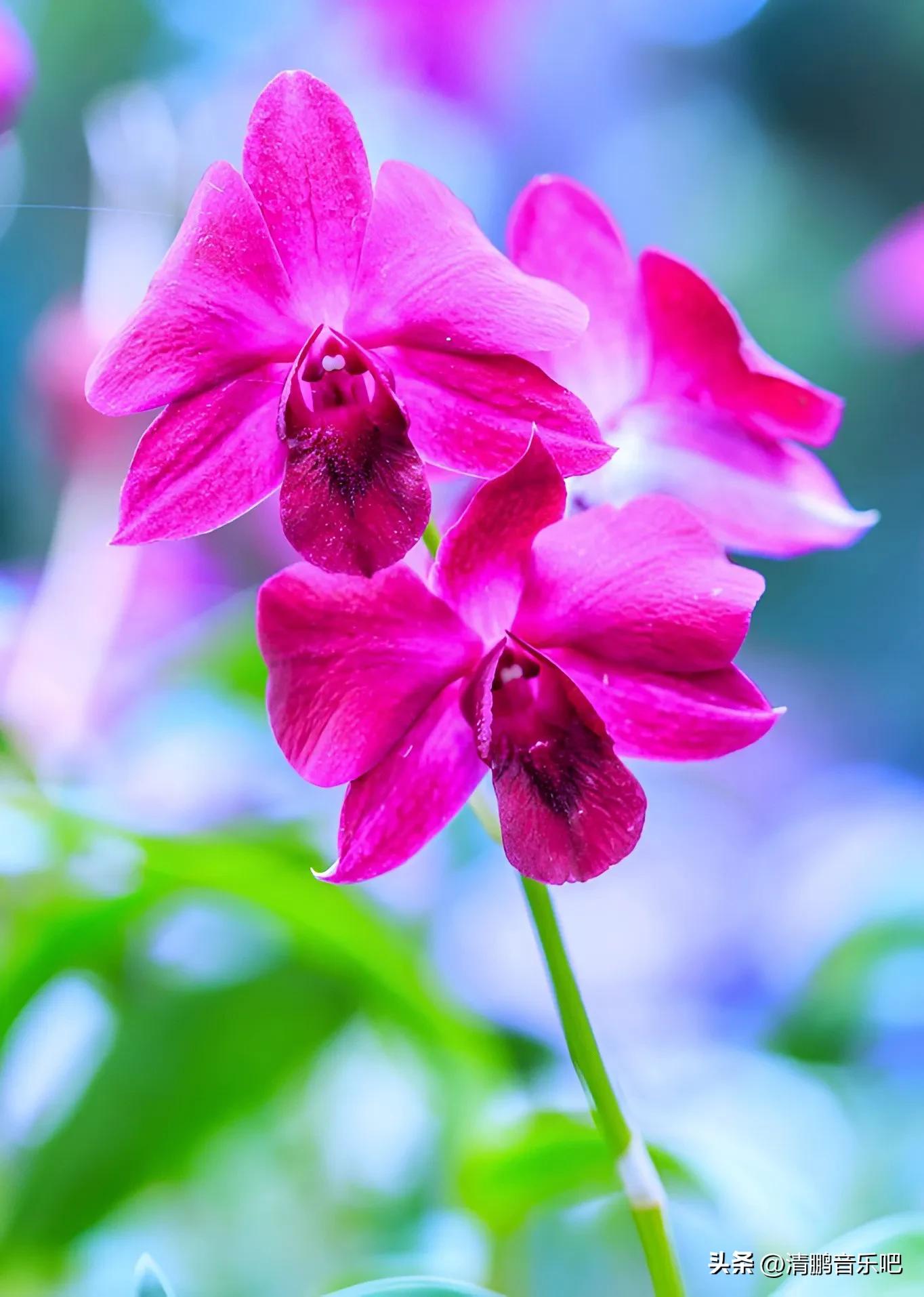 人民币上面的花分别是什么花,人民币上的花是什么花